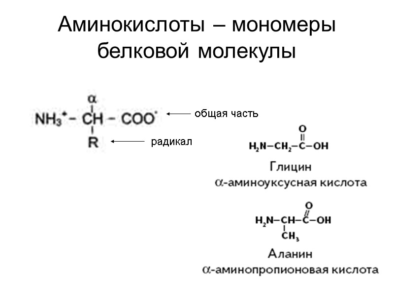 Аминокислоты – мономеры белковой молекулы         